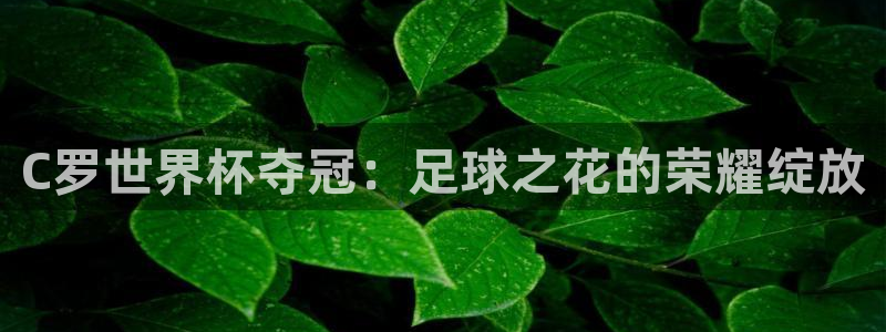 2026世界杯亚洲区预选赛：C罗世界杯夺冠：足球之花的荣耀绽放